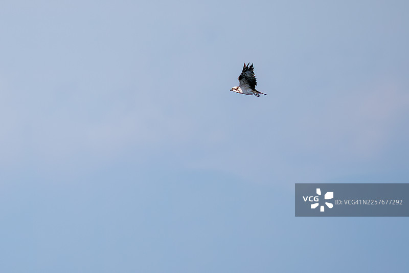 一只鱼鹰(Pandion haliaetus)潜入海面捕食。地点:野柳岛(Nobushi island)的石卷港(Shikine Port)。图片素材