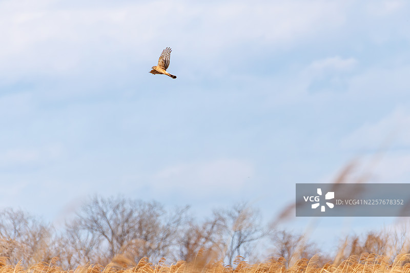 灰泽鹞，北鹞， Circus cyaneus，渡良濑游水地，栃木市，栃木县 - 2026。广阔的芦苇丛和湿地是丰富野生动物的家园。图片素材