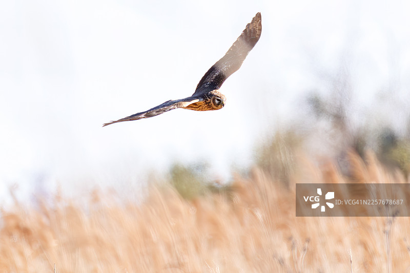 灰鹞，北方鹞， Circus cyaneus，渡濑游憩地，栃木市，栃木县 - 2026。广阔的芦苇荡和湿地是丰富野生动植物的家园。图片素材