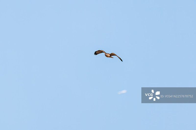 东方蜂鹰，学名：Buteo japonicus图片素材