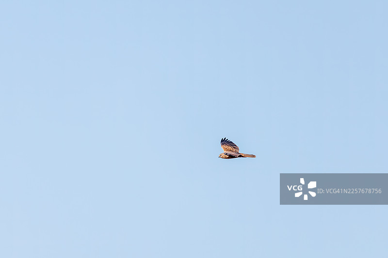 东方泽䴕， Circus spilonotus图片素材