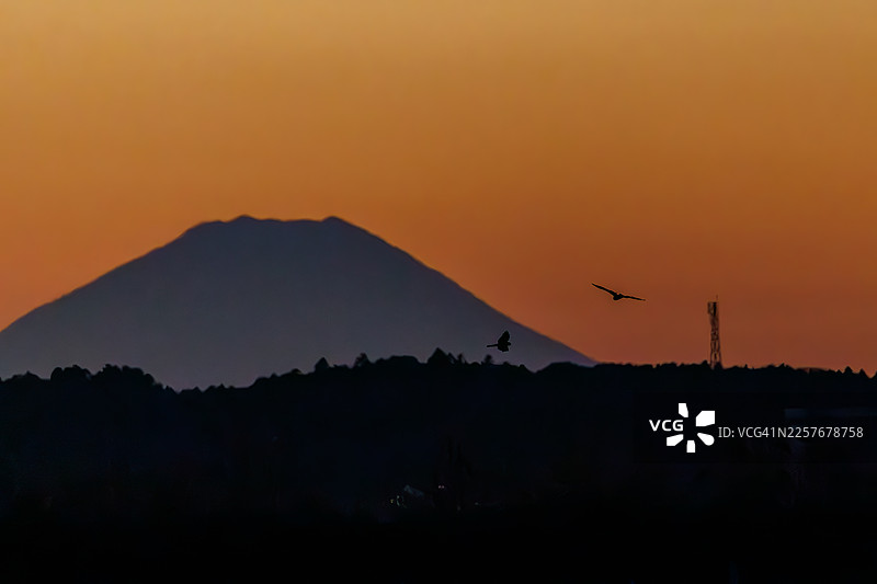 夕阳下的广阔芦苇丛和雄伟的富士山。仔细一看，有雄性鹞子，也叫北鹞，在空中争斗。图片素材