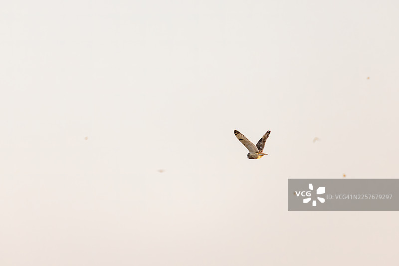 黄昏时分，美丽的短耳鸱鸮（Asio flammeus）在乡村上空翱翔，搜寻猎物。它能从空中发现老鼠和其他猎物，然后俯冲捕捉。偶尔，它也会拦截攻击它的乌鸦。图片素材