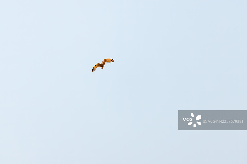 在黄昏时分，美丽的短耳鸮（Asio flammeus）在乡村上空翱翔，搜寻猎物。它从空中发现老鼠和其他猎物，然后俯冲捕捉。偶尔，它也会拦截攻击它的乌鸦。图片素材