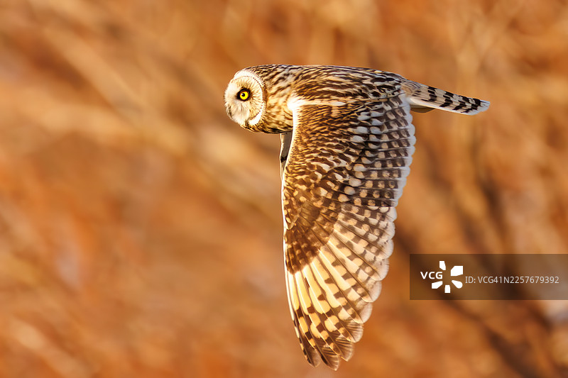 在黄昏时分，美丽的短耳鸮（Asio flammeus）在乡村上空翱翔，搜寻猎物。它从空中发现老鼠和其他猎物，然后俯冲捕捉。偶尔，它也会拦截攻击它的乌鸦。图片素材