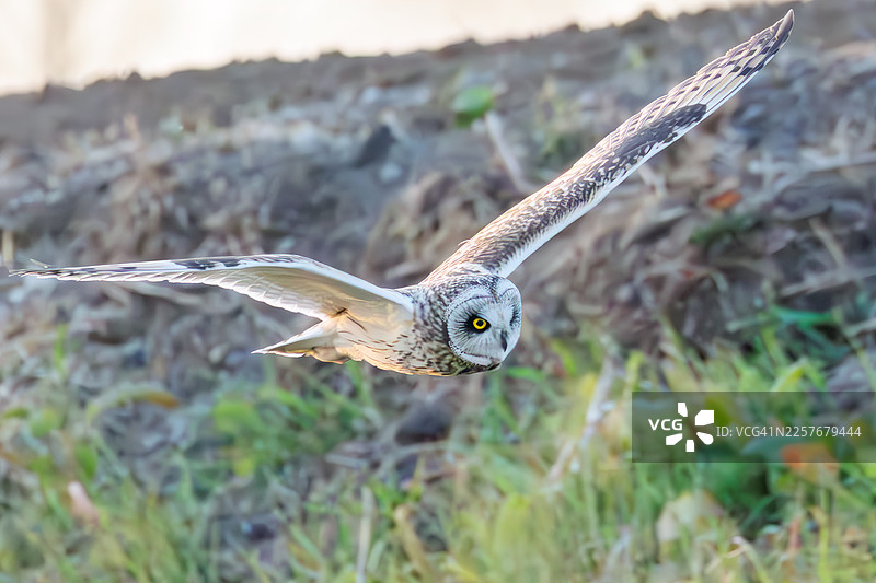 黄昏时分，美丽的短耳鸮（Asio flammeus）在乡村上空翱翔，搜寻猎物。它从空中发现老鼠和其他猎物，然后俯冲捕捉。偶尔，它也会拦截攻击它的乌鸦。图片素材