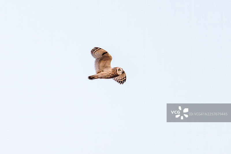 黄昏时分，美丽的短耳鸮（Asio flammeus）在乡村上空翱翔，搜寻猎物。它们从空中发现老鼠和其他猎物后，便俯冲捕捉。偶尔，它们也会拦截攻击它们的乌鸦。图片素材
