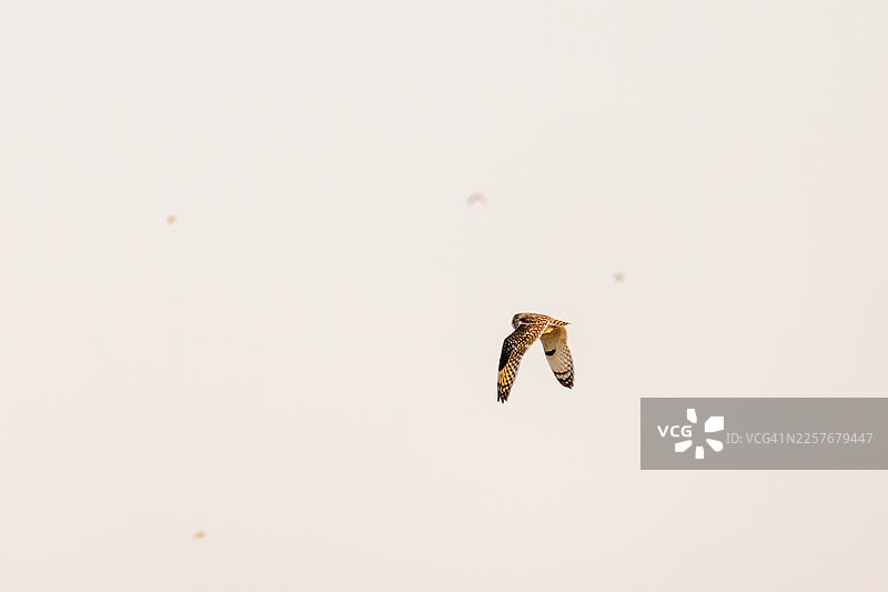 在黄昏时分，美丽的短耳鸮（Asio flammeus）在乡间翱翔，搜寻猎物。它从空中发现老鼠等猎物后，便俯冲捕捉。偶尔，它也会拦截攻击它的乌鸦。图片素材