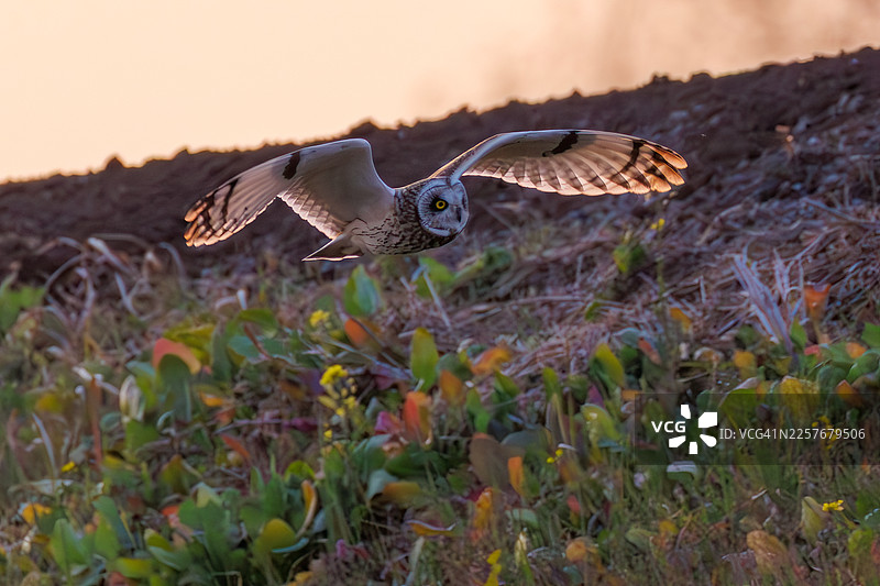 在黄昏时分，美丽的短耳鸮（Asio flammeus）在乡村上空翱翔，搜寻猎物。它能从空中发现老鼠和其他猎物，然后俯冲捕捉。偶尔，它也会拦截攻击它的乌鸦。图片素材