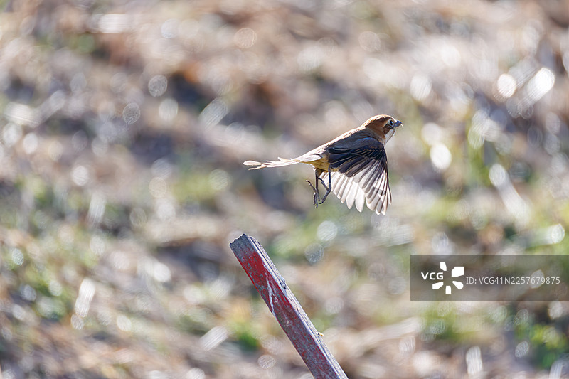 牛头伯劳，Lanius bucephalus，图片素材