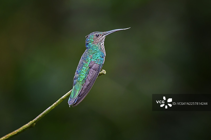 一只斑点众多的蜂鸟栖息在树枝上，伸出舌头图片素材