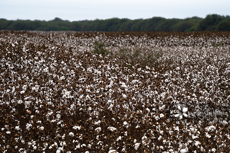 棉田图片素材