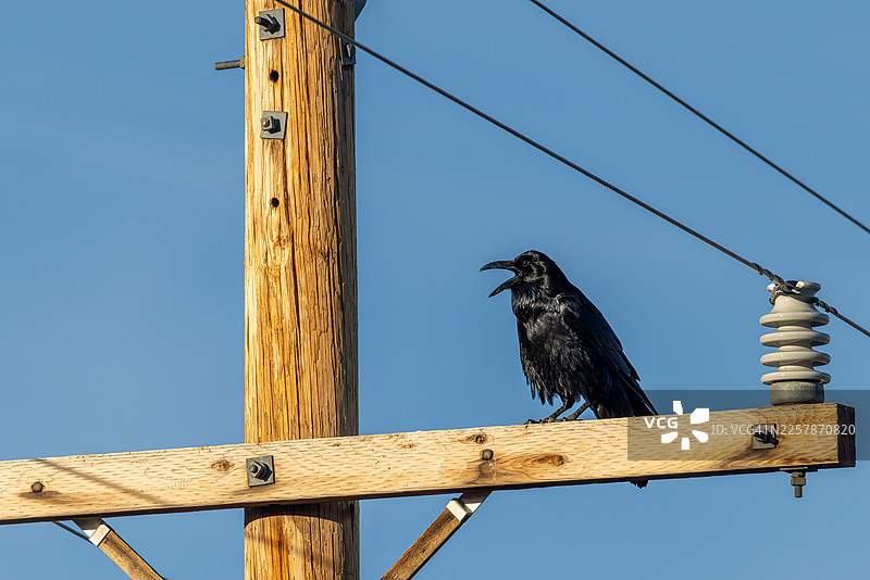 亚利桑那州乌鸦在电线杆上鸣叫图片素材