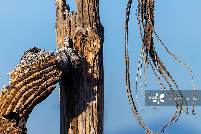 亚利桑那州沙漠中的巨人柱仙人掌解体后显露其内部木质结构图片素材