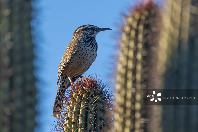 在索诺兰沙漠的桶形仙人掌上栖息的仙人掌鹪鹩图片素材