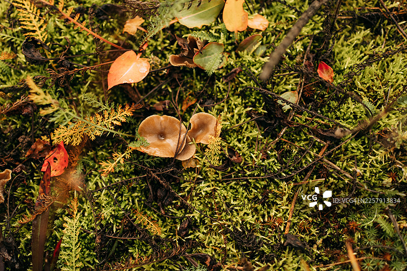 森林地面的蘑菇生长在苔藓和秋叶中图片素材