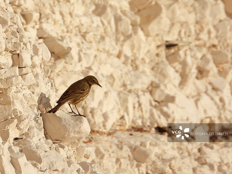 英格兰南部苏塞克斯郡冬季下午的比灵斯盖普图片素材