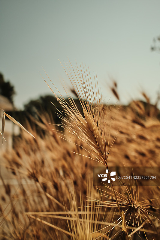 夏日微风中摇曳的金黄色麦田图片素材