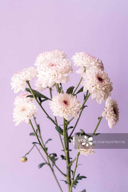 淡紫色背景上的白色小花，留有复制空间图片素材