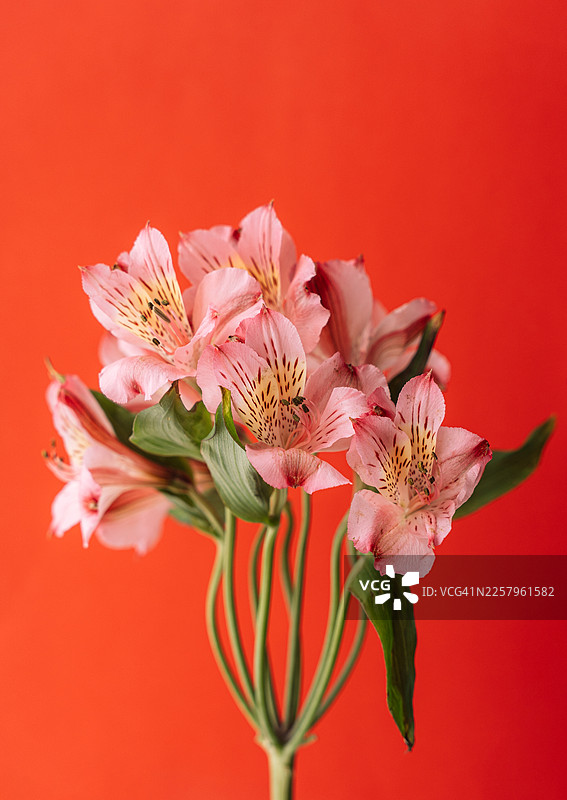 红色背景上的粉色花束，带有复制空间图片素材