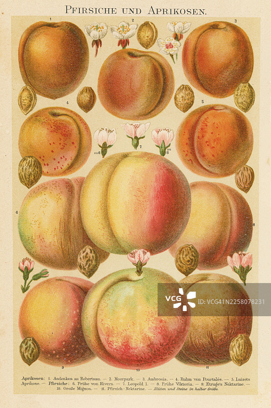 植物学的旧彩色石版画插图，展示了许多被称为桃子和杏子的果树品种图片素材