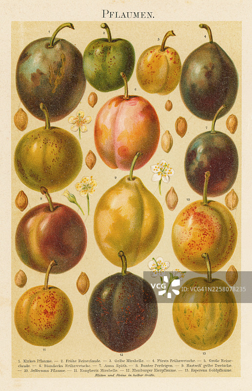 植物学的旧彩色石版画插图，展示了许多被称为李子的果树品种图片素材