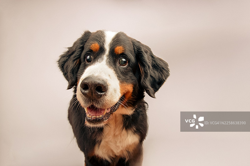 一只失明的伯恩山犬在灰色背景前的特写肖像图片素材