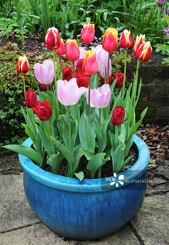 英式花园里，装满鲜艳郁金香的庭院花盆，英国图片素材