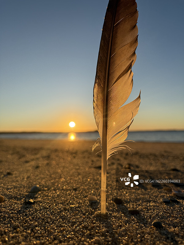 日出时在马萨诸塞州韦尔弗利特梅奥海滩发现的海鸥羽毛。图片素材