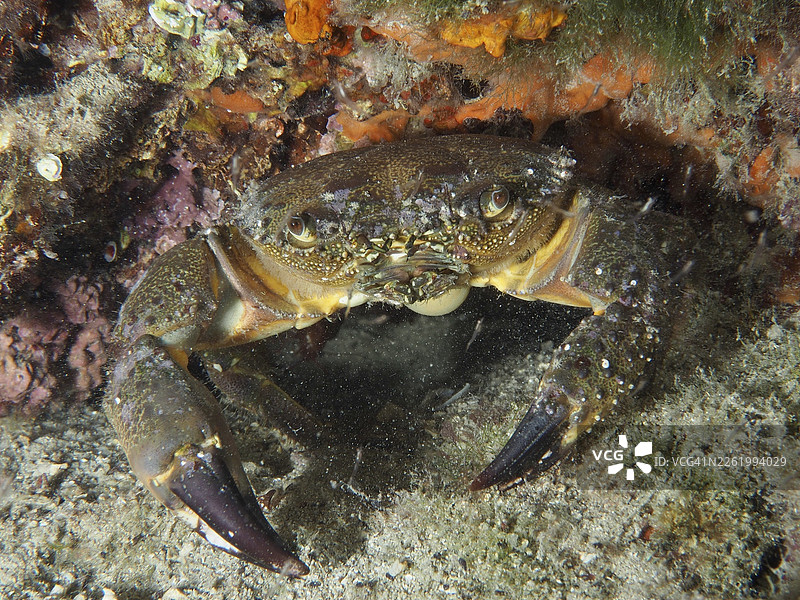 疣蟹(Eriphia verrucosa)藏身于海中的岩石和海藻之间。潜水点:斯托亚海礁,普拉,克罗地亚,地中海图片素材
