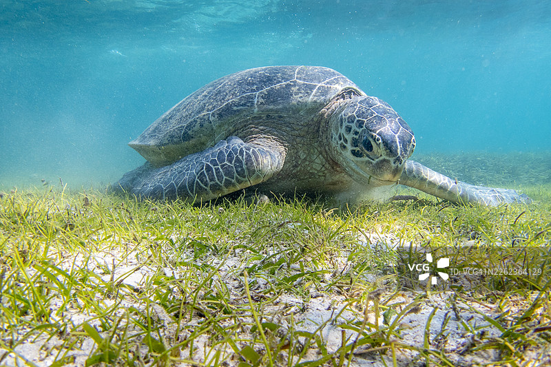 绿海龟（Chelonia mydas），诺西贝，马达加斯加图片素材