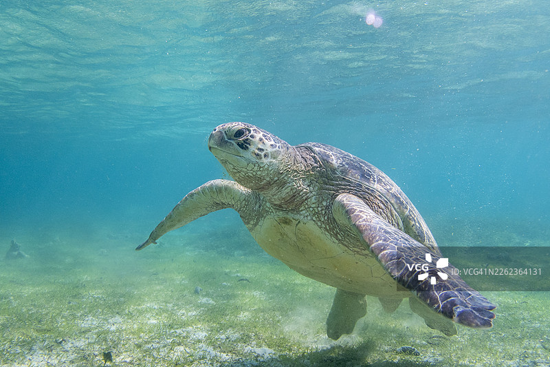 绿海龟（Chelonia mydas），诺西贝，马达加斯加图片素材