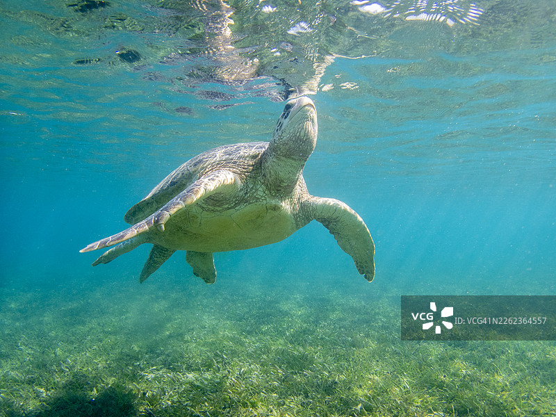 绿海龟（Chelonia mydas），马达加斯加诺西贝岛图片素材