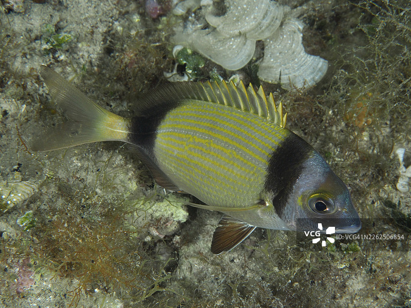 一条黄黑相间的条纹鱼,二带鲷(Diplodus vulgaris),栖息在海藻遍布的海底。潜水点:斯托亚海礁,普拉,克罗地亚,地中海。图片素材