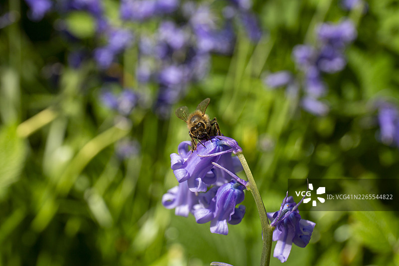 蓝铃花（Hyacinthoides non-scripta）——蜜蜂在工作的蓝铃花花头特写图片素材
