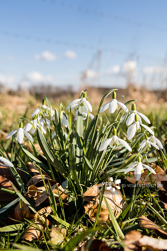 成簇的雪花莲（Galanthus）图片素材