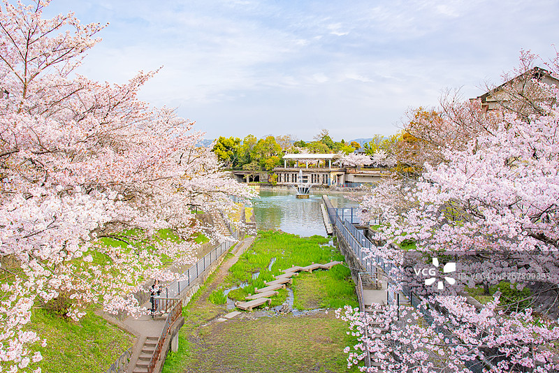 春季，日本京都冈崎运河琵琶湖水库旁樱花树的美景图片素材
