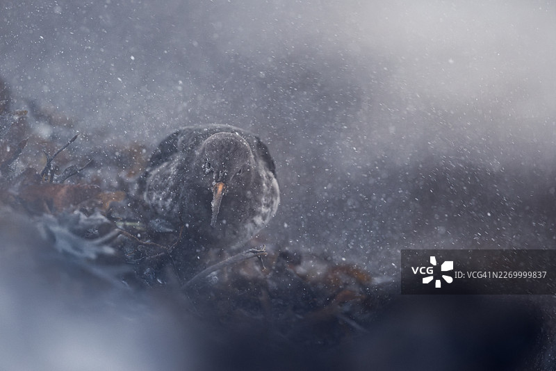 特写一只鸟在冬天，透过纷飞的雪或雨图片素材