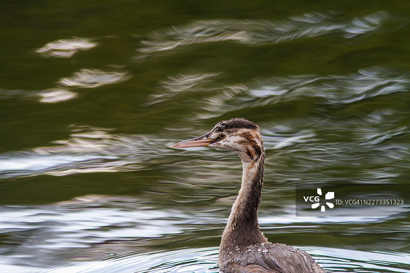 泰晤士河上的稚嫩冠鸊鷉（Podiceps cristatus）图片素材