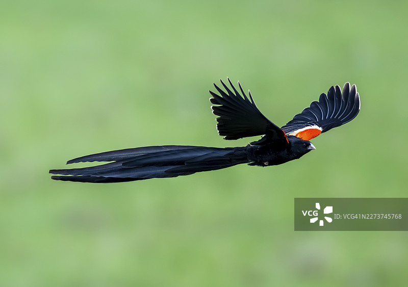 长尾维达雀（Euplectes progne）在南非飞行图片素材