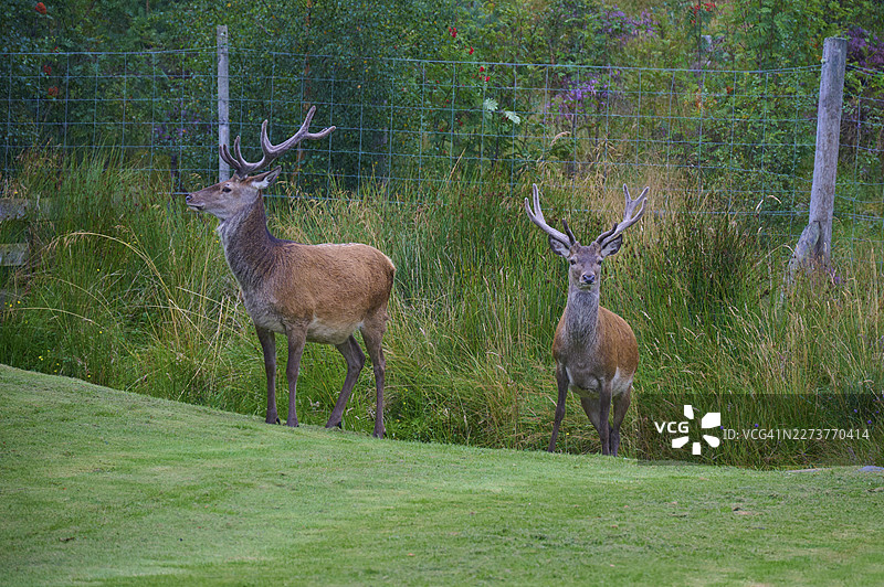 苏格兰、英国、大不列颠莱尔格附近草地里的一对赤鹿(Cervus elaphus),背景是森林和栅栏,草地上开满了五颜六色的鲜花。图片素材