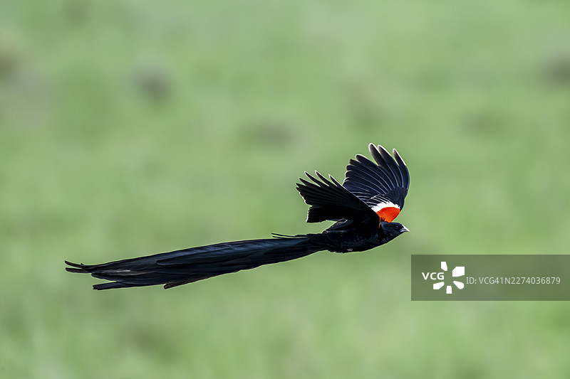 长尾维达雀（Euplectes progne）在南非飞行图片素材