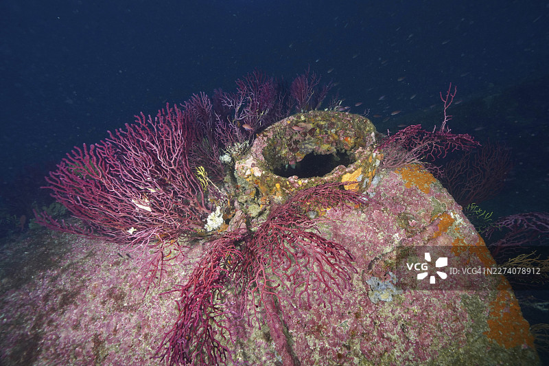 覆盖着珊瑚、紫海鞭(Paramuricea clavata)和海洋生物的沉船,沉船地点为勒多纳托号,位于法国普罗旺斯蔚蓝海岸的耶尔半岛的波尔克罗尔岛。图片素材
