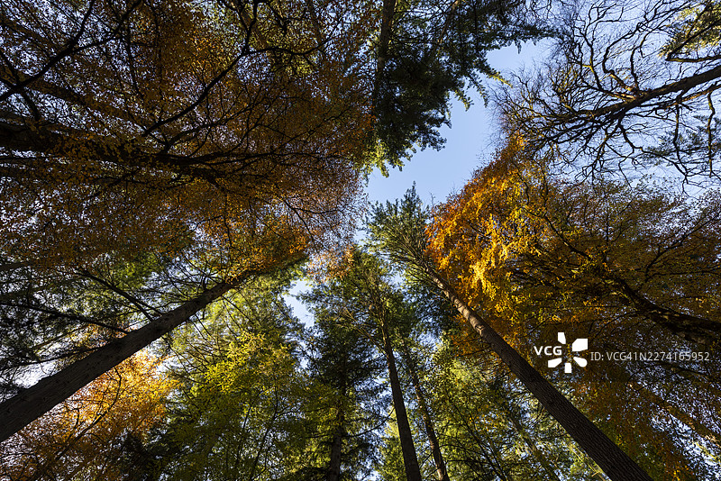 秋季林地，苏格兰珀斯郡阿伯费尔迪的伯克斯图片素材