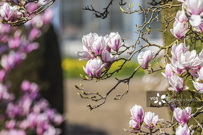 威廉玛动物园摩尔花园的木兰花。斯图加特动植物园的木兰花(Magnolia)正在盛开。据威廉玛介绍,摩尔花园拥有阿尔卑斯山以北最大的木兰树林。巴登-符腾堡州斯图加特。图片素材