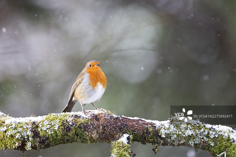 苏格兰珀斯郡阿伯费尔迪的一只欧洲知更鸟（Erithacus rubecula）栖息在雪枝上图片素材