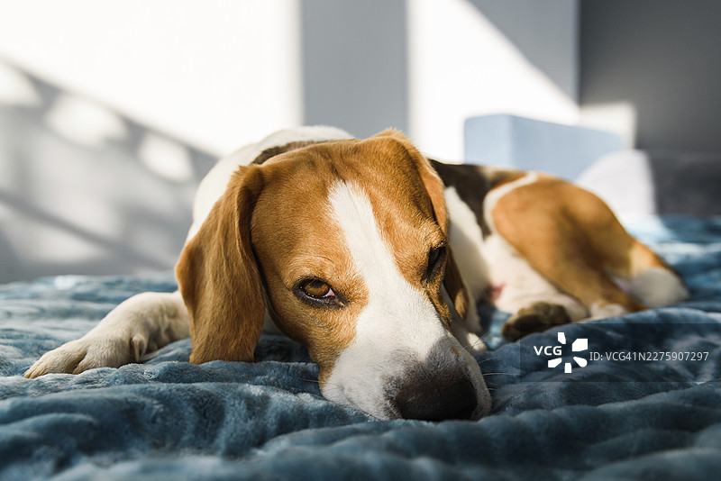 睡在床上的狗。室内明亮的床上睡着的比格犬。宠物在家具上的概念图片素材