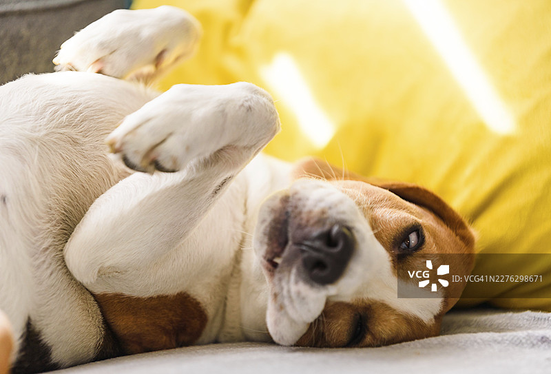 一只疲惫的米格鲁犬以滑稽的姿势睡在沙发上。居家概念。图片素材