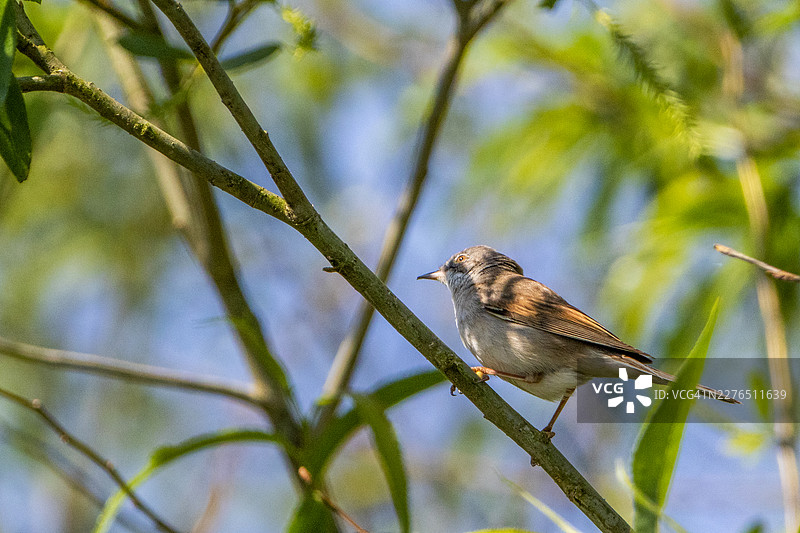一只在伯克郡乡间树上栖息的白喉林莺（Curruca communis）图片素材