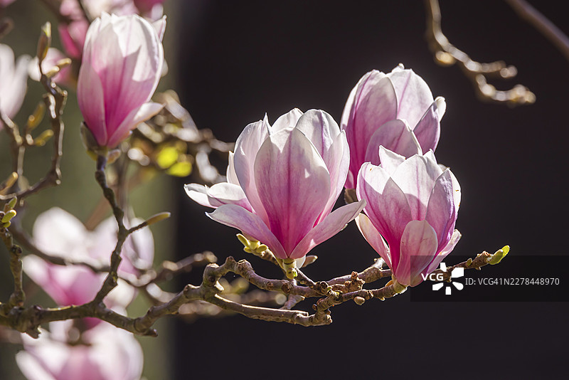 威廉玛动物园摩尔花园里的木兰花。斯图加特动植物园的木兰花（Magnolia）正在盛开。根据威廉玛的说法，摩尔花园拥有阿尔卑斯山以北最大的木兰树丛。巴登-符腾堡州斯图加特图片素材
